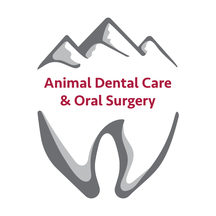 animal dental care and oral surgery veterinary dental specialists in colorado