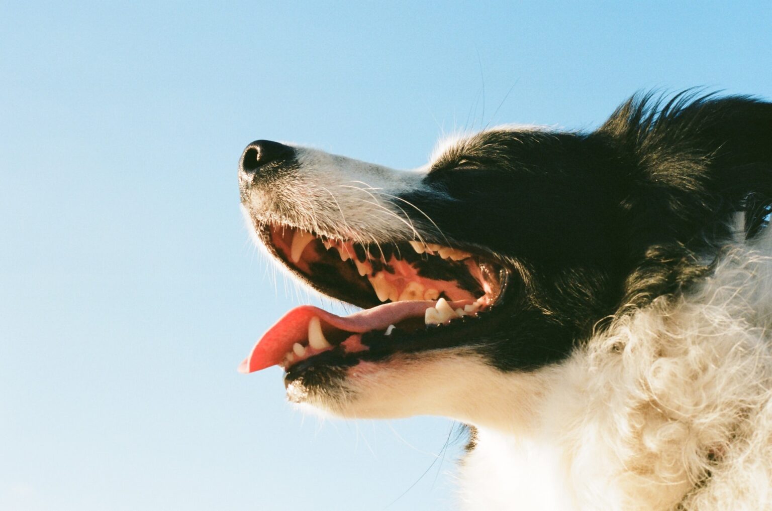 Are Anesthesia Free Dog Teeth Cleanings Bad For Your Pet 