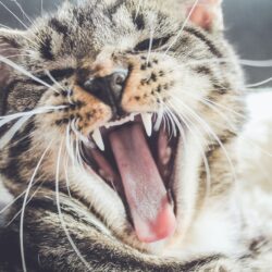 black and brown cat yawning stomatitis free