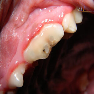 An intraoral image of a tooth one year after successful dog root canal therapy