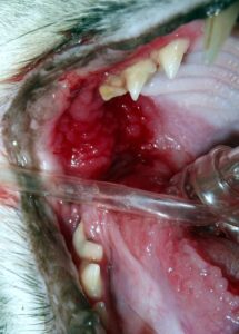 cat with severe stomatitis
