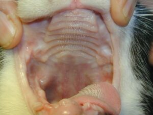 cat with no teeth stomatitis cleared up