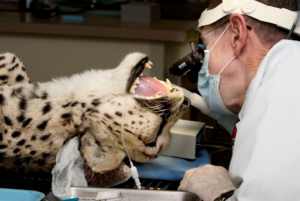 veterinary dental loupes flip up with corrective lenses
