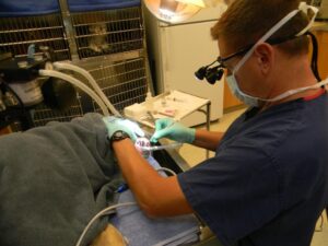 dog teeth cleaning under anesthesia