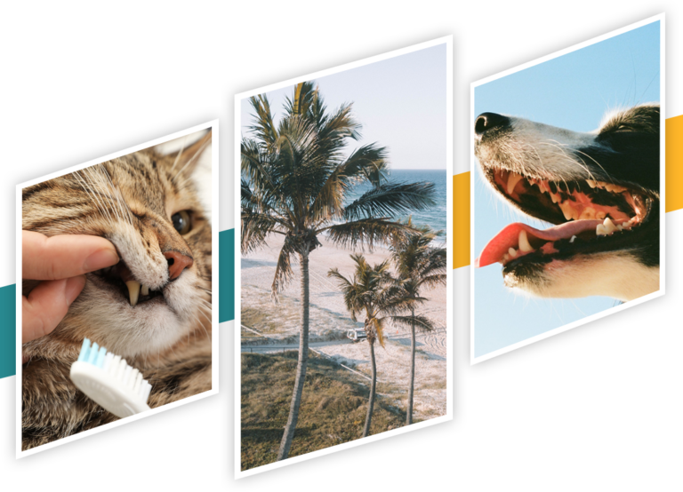 BoardCertified Veterinary Dentists TheVetDentists