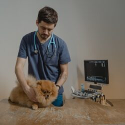 vet checking Pomeranian's vitals before dental cleaning