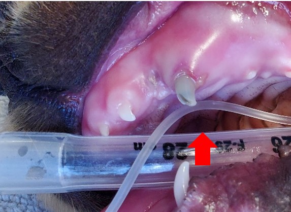 a picture of cellulitis spreading through the entire left upper lip of a 12-week-old puppy, due entirely to the fractured and dark grey (dead) deciduous tooth (red arrow)
