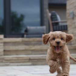 small brown fluffy puppy running towards the camera