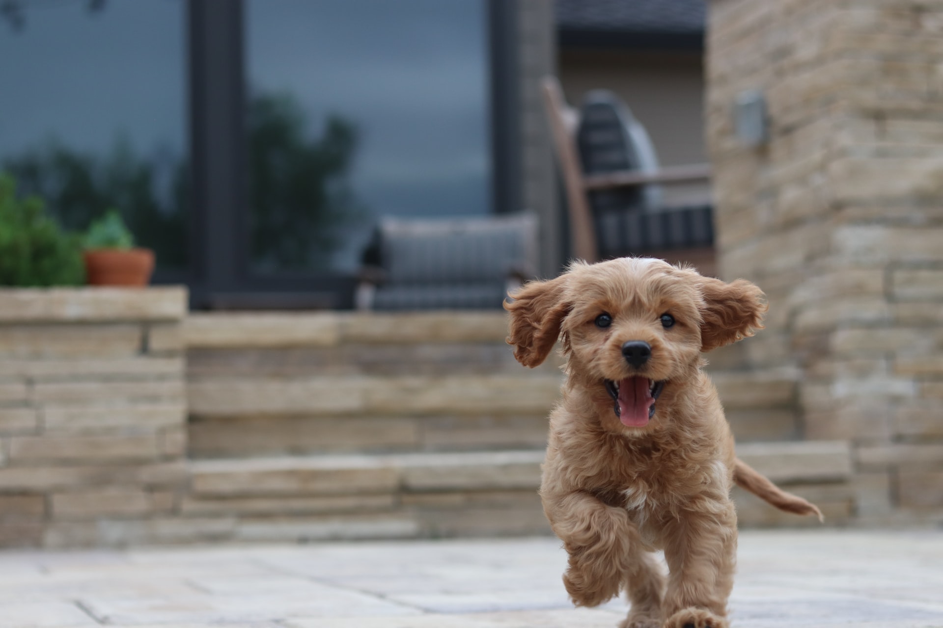 small brown fluffy puppy running towards the camera