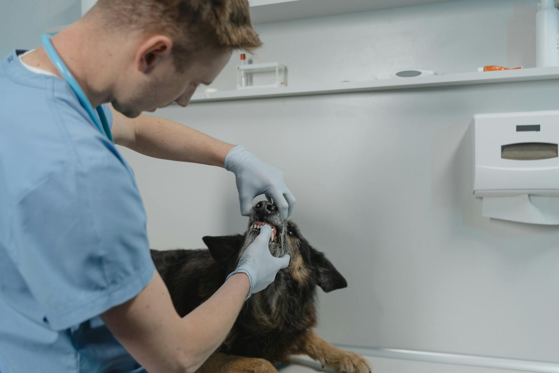 A vet is checking a dog's teeth.