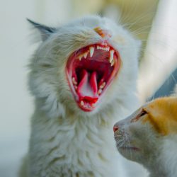 A white cat is yawning, showing all of their teeth, and an orange and white cat is looking at the yawning cat.