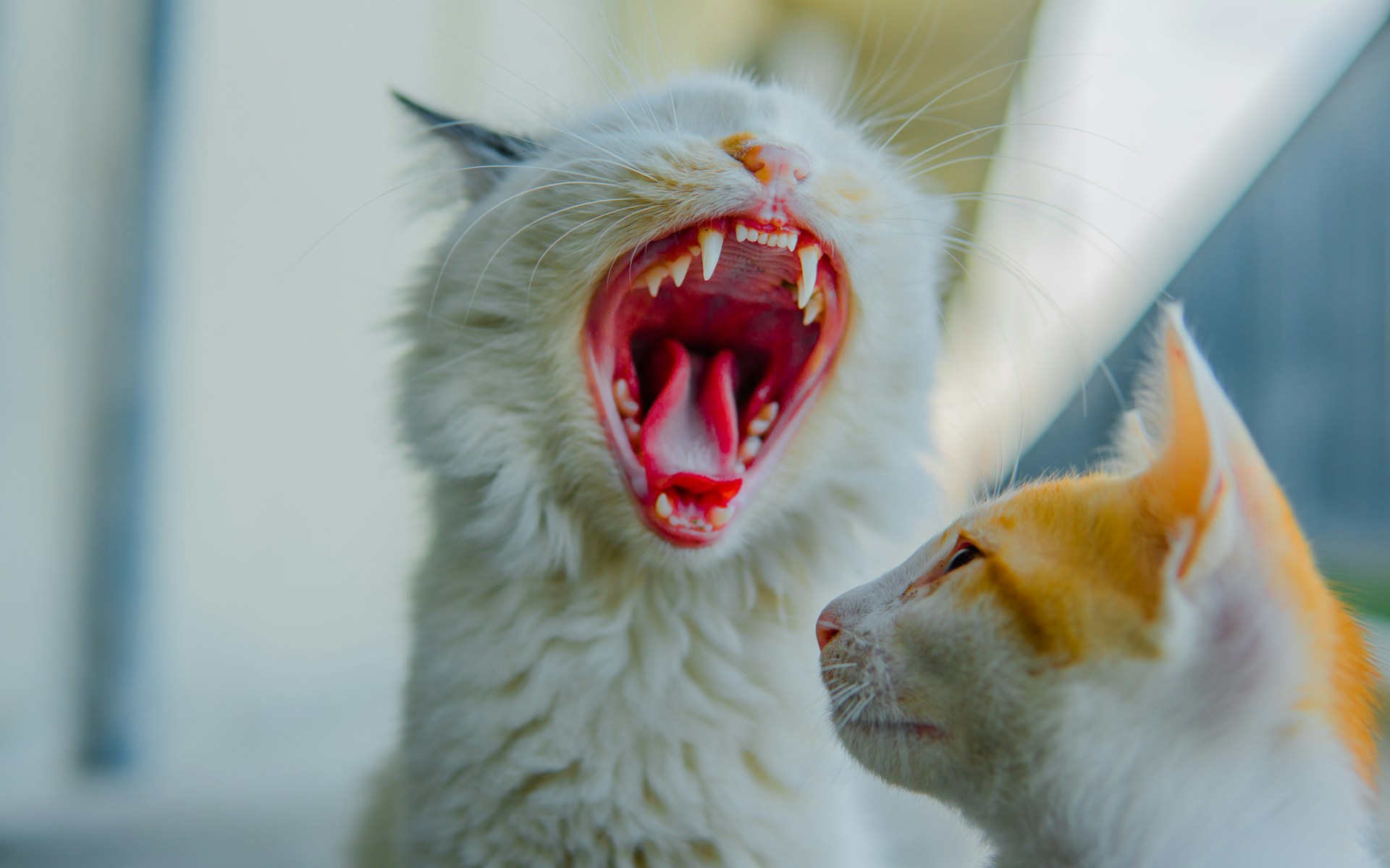 A white cat is yawning, showing all of their teeth, and an orange and white cat is looking at the yawning cat.