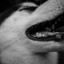 A black and white picture of a Huskey with his mouth open.