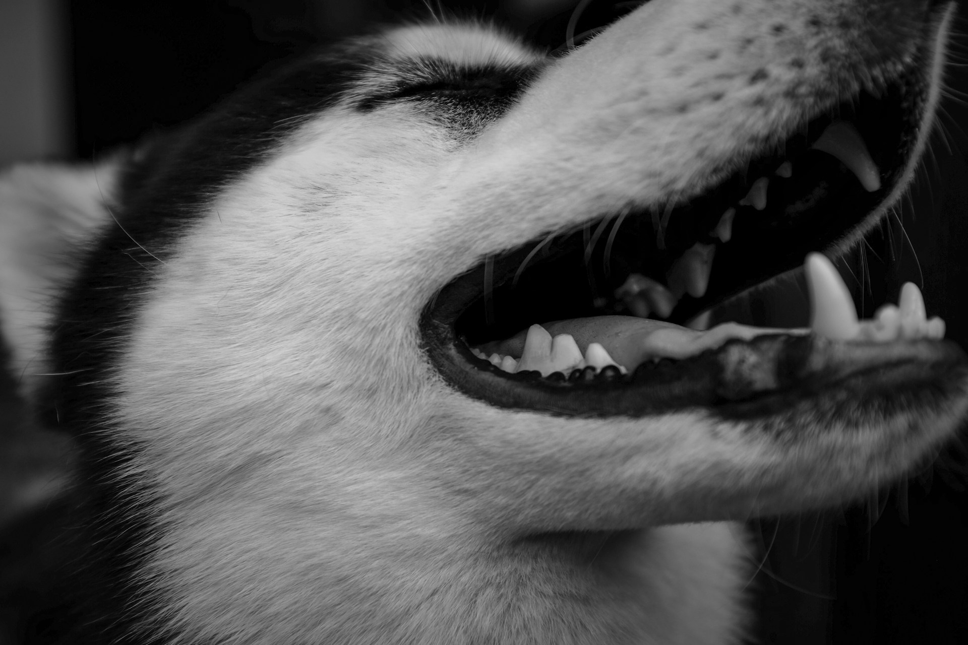 A black and white picture of a Huskey with his mouth open.