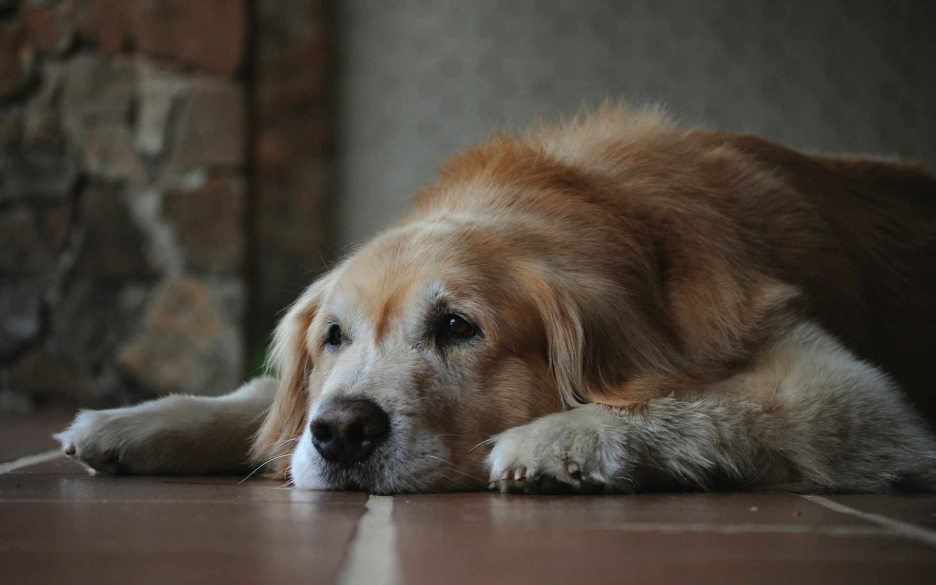 A senior dog is laying down on the hardwood floor.